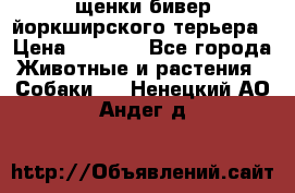 щенки бивер йоркширского терьера › Цена ­ 8 000 - Все города Животные и растения » Собаки   . Ненецкий АО,Андег д.